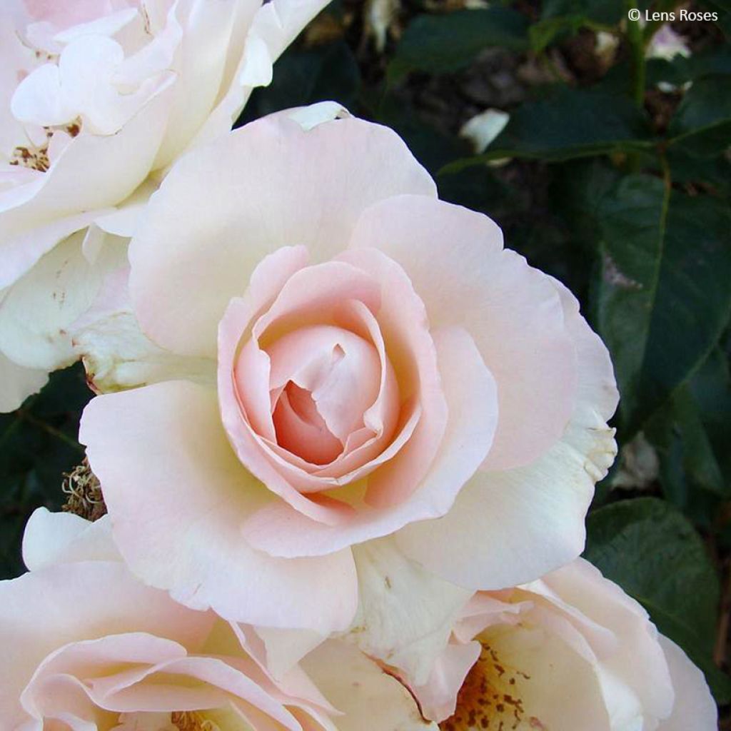 Rosa Prins Alexander - Polyantharoos