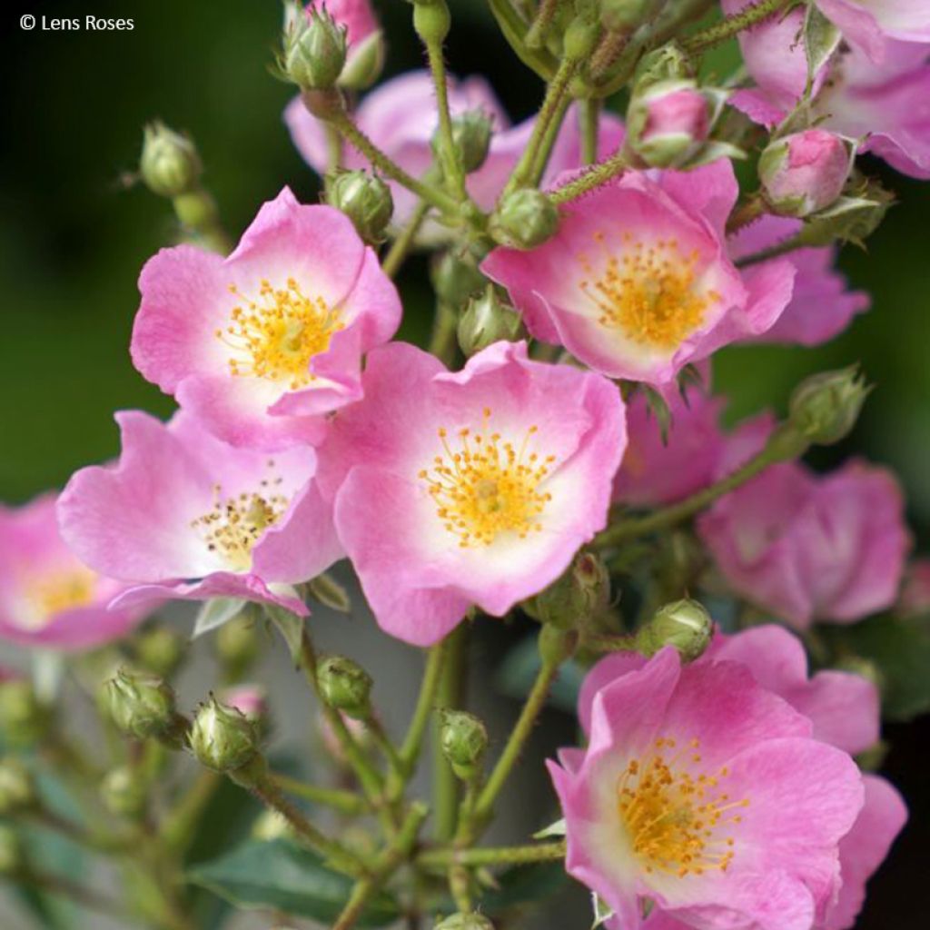 Rosa Rosy Boom Rose - Polyantharoos
