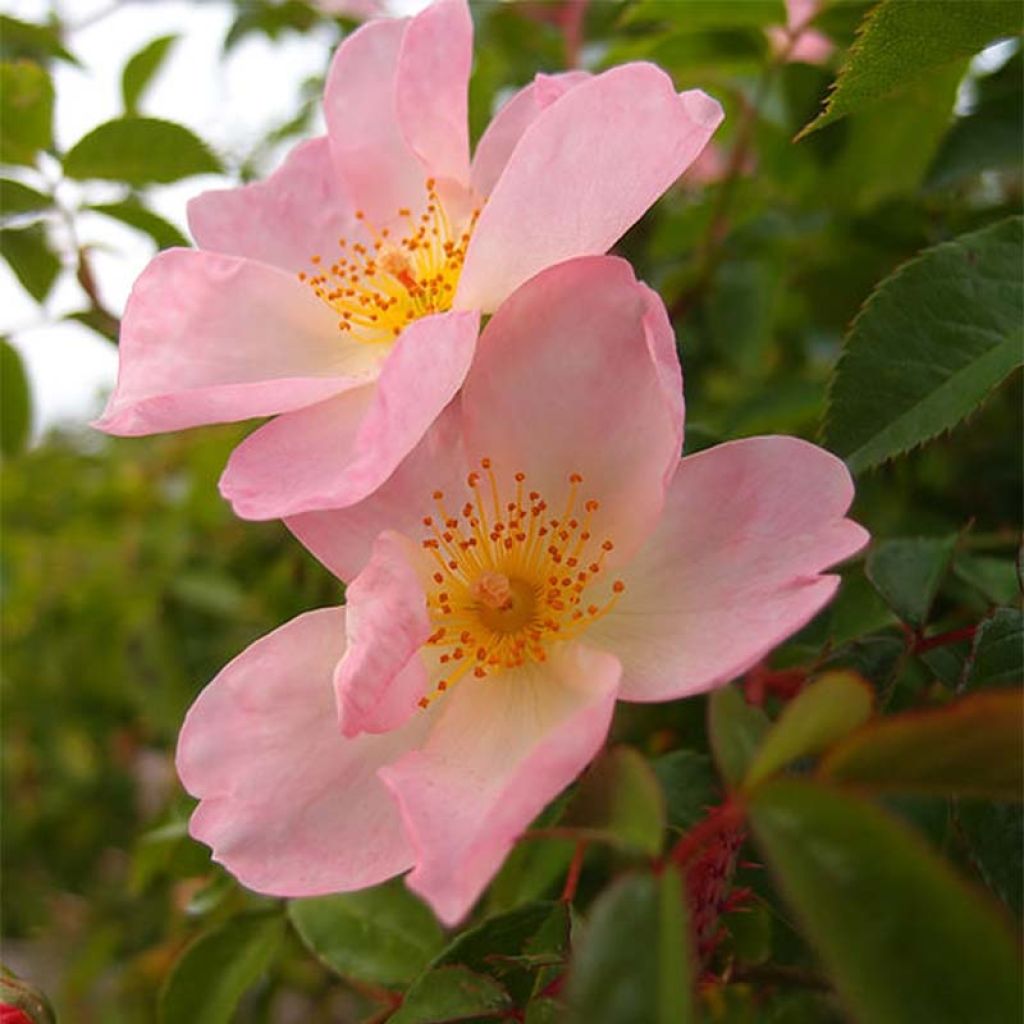 Rosa Smarty - Polyantharoos