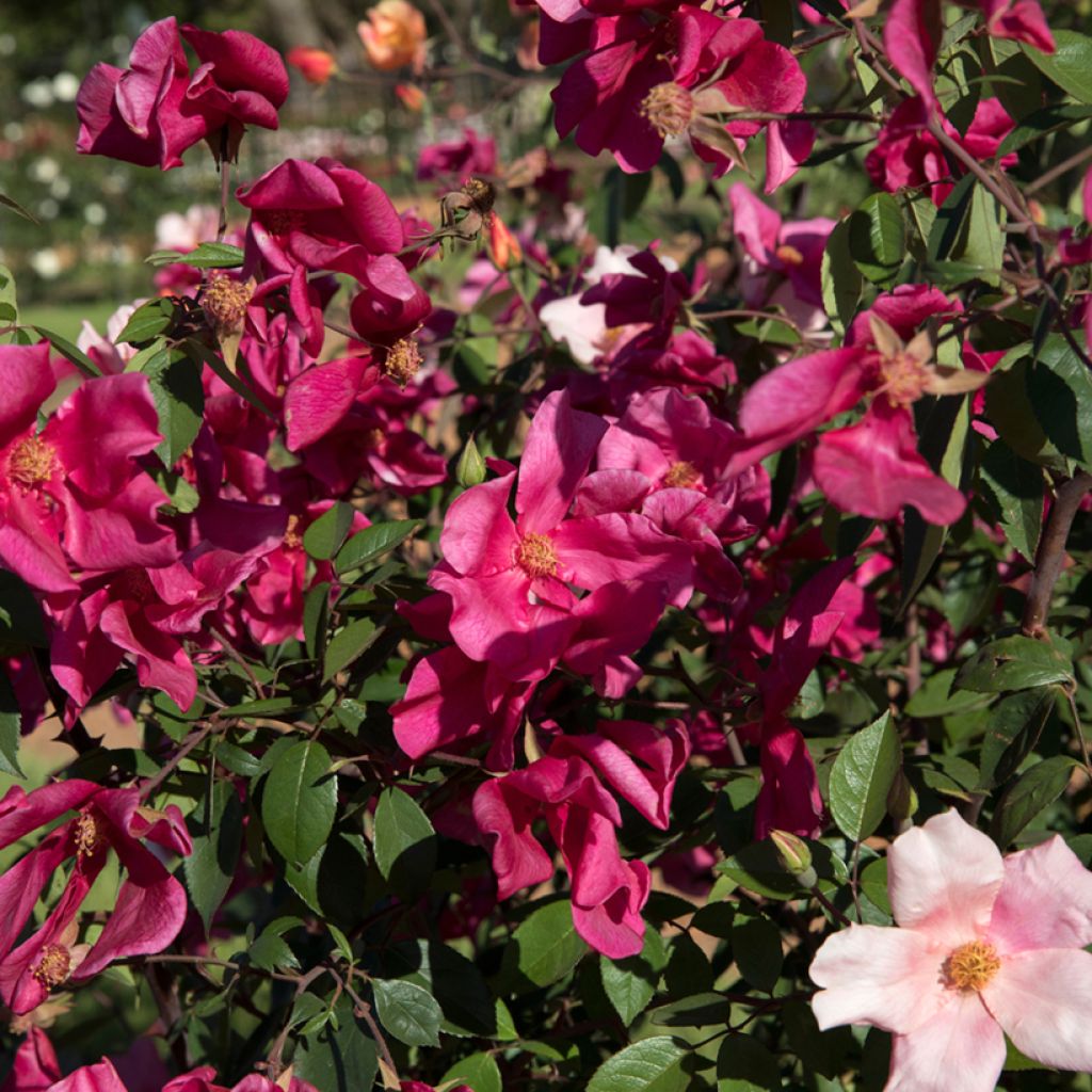 Rosa Mutabilis - Chinese roos