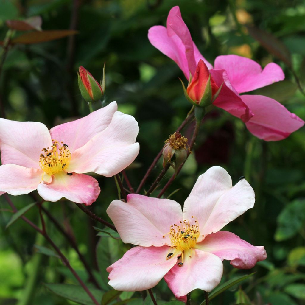 Rosa Mutabilis - Chinese roos
