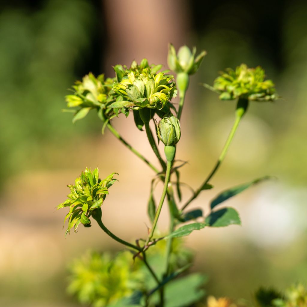 Rosa chinensis Viridiflora - Groene roos