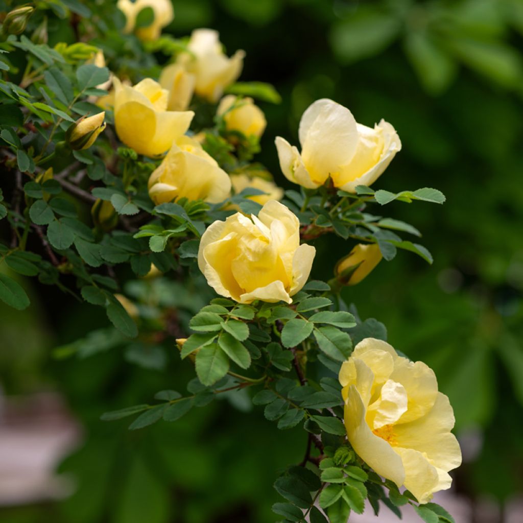 Rosa hugonis - Chinese goudroos