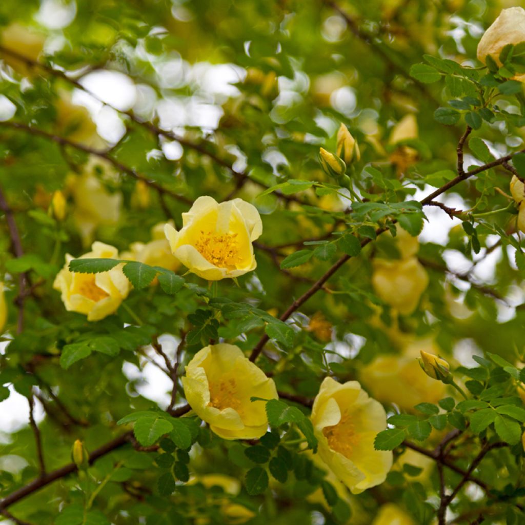 Rosa hugonis - Chinese goudroos