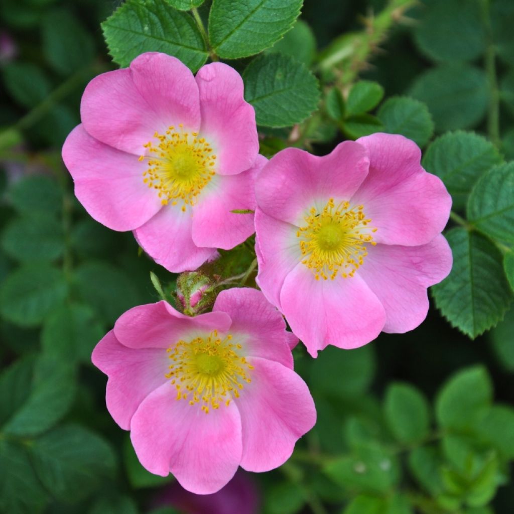 Rosa canina - hondsroos