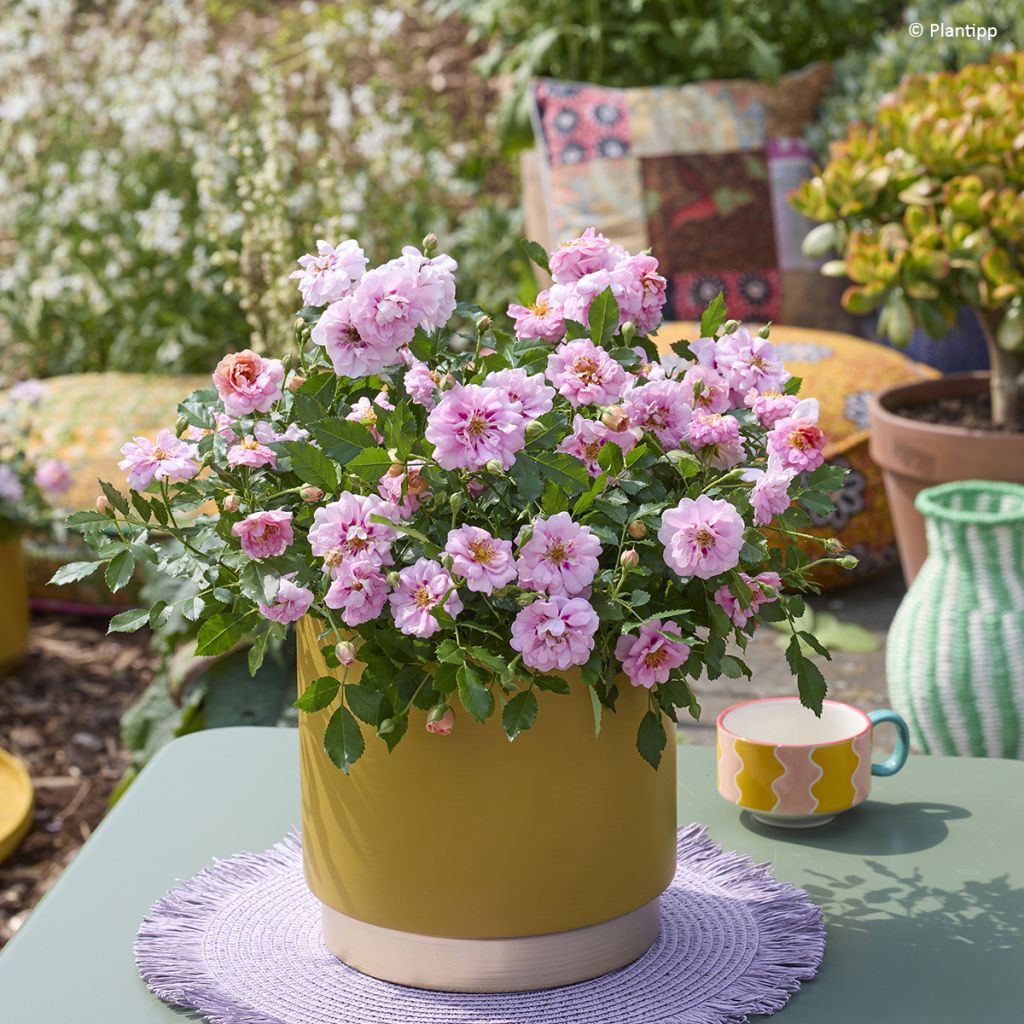 Rosa Amirose - Bodembedekkende roos