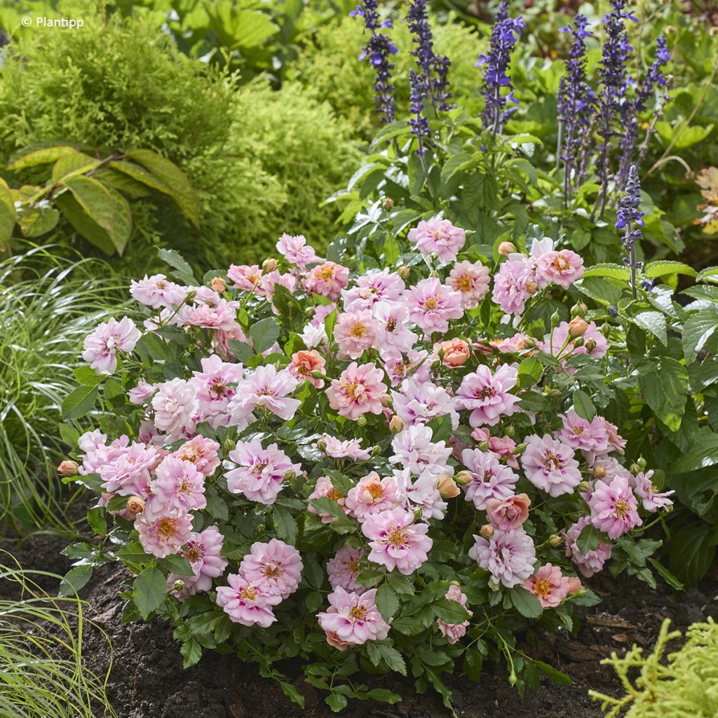 Rosa Amirose - Bodembedekkende roos