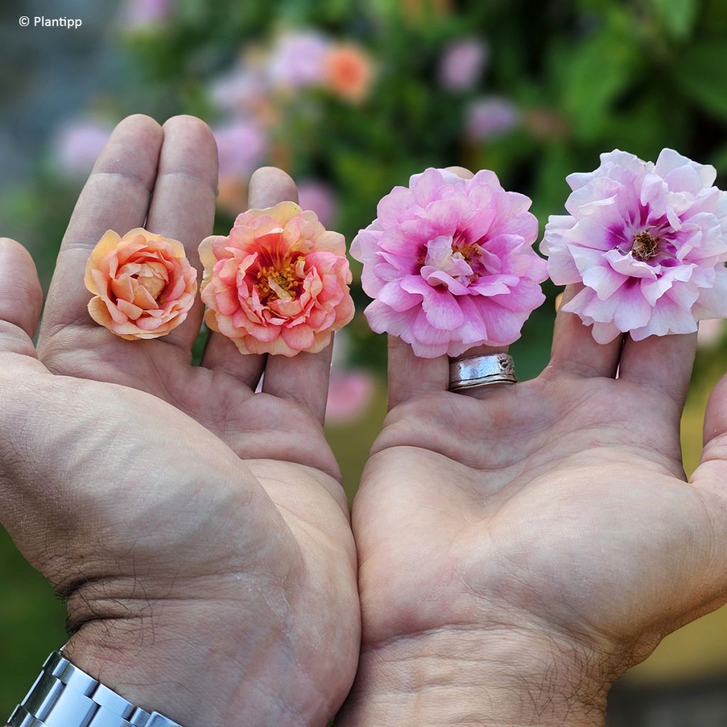Rosa Amirose - Bodembedekkende roos