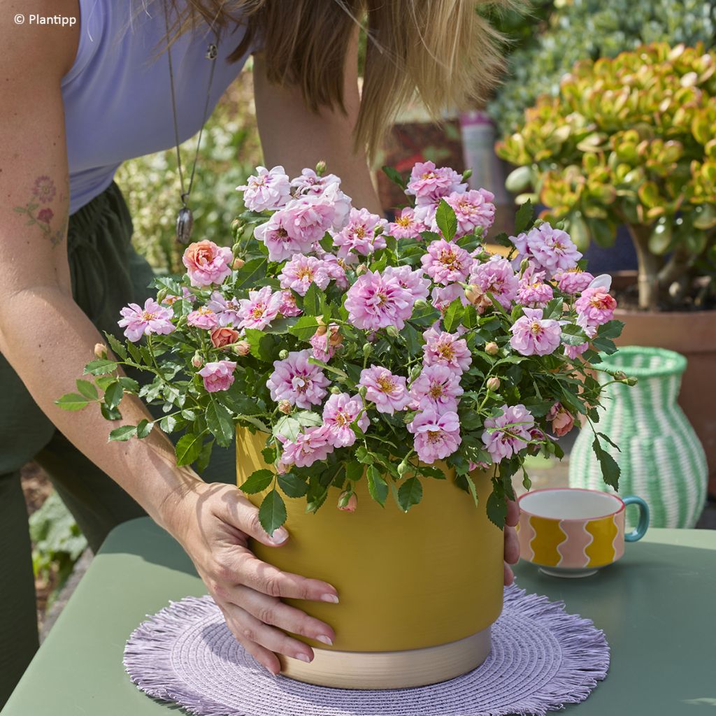 Rosa Amirose - Bodembedekkende roos