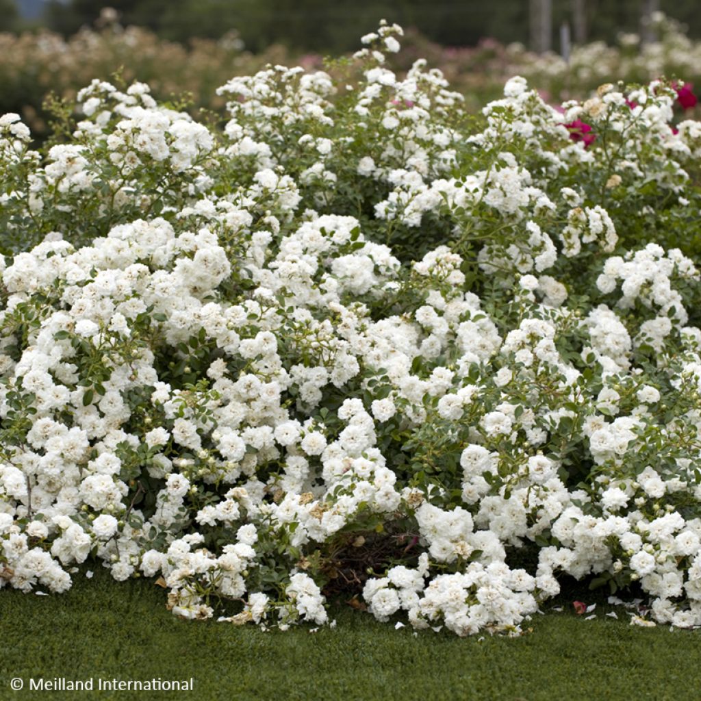 Rosa Icy Drift - Bodembedekkende roos
