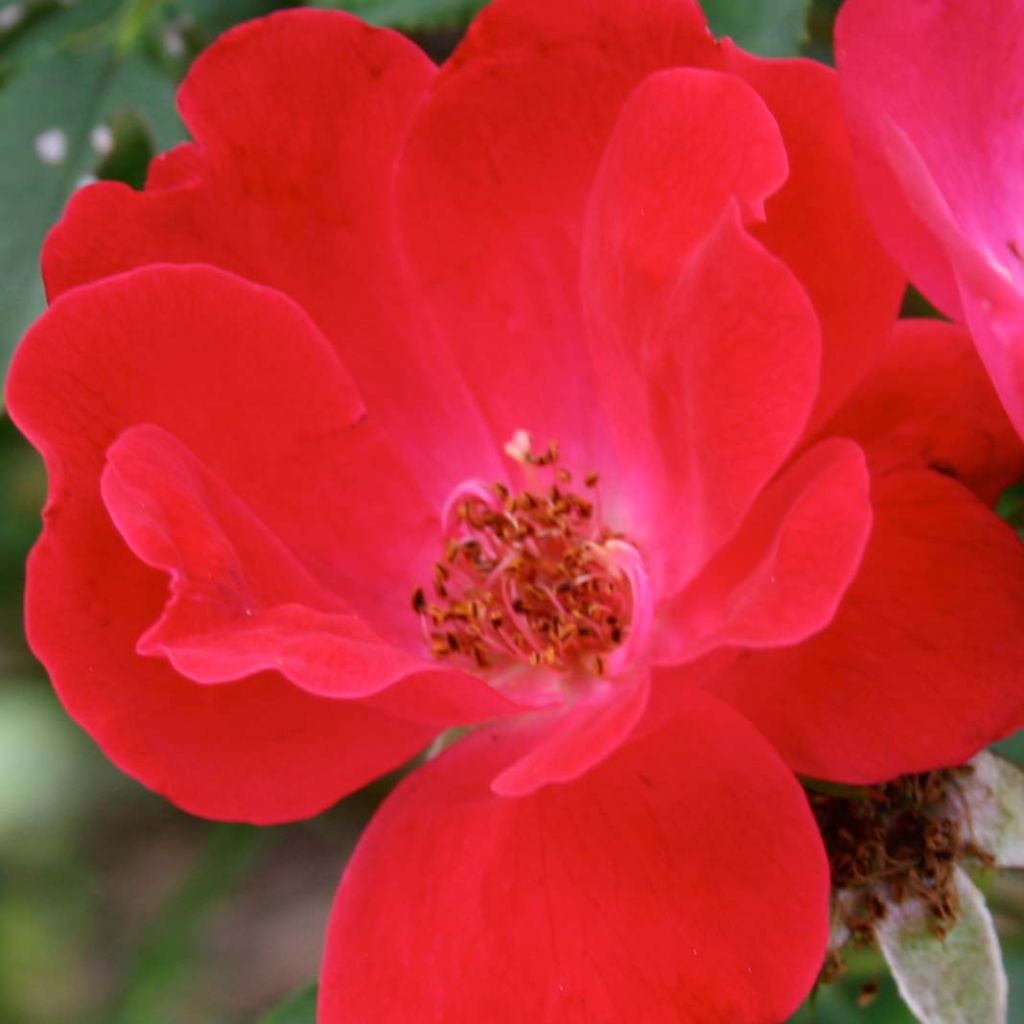 Rosa Pink Knock Out - Bodembedekkende roos