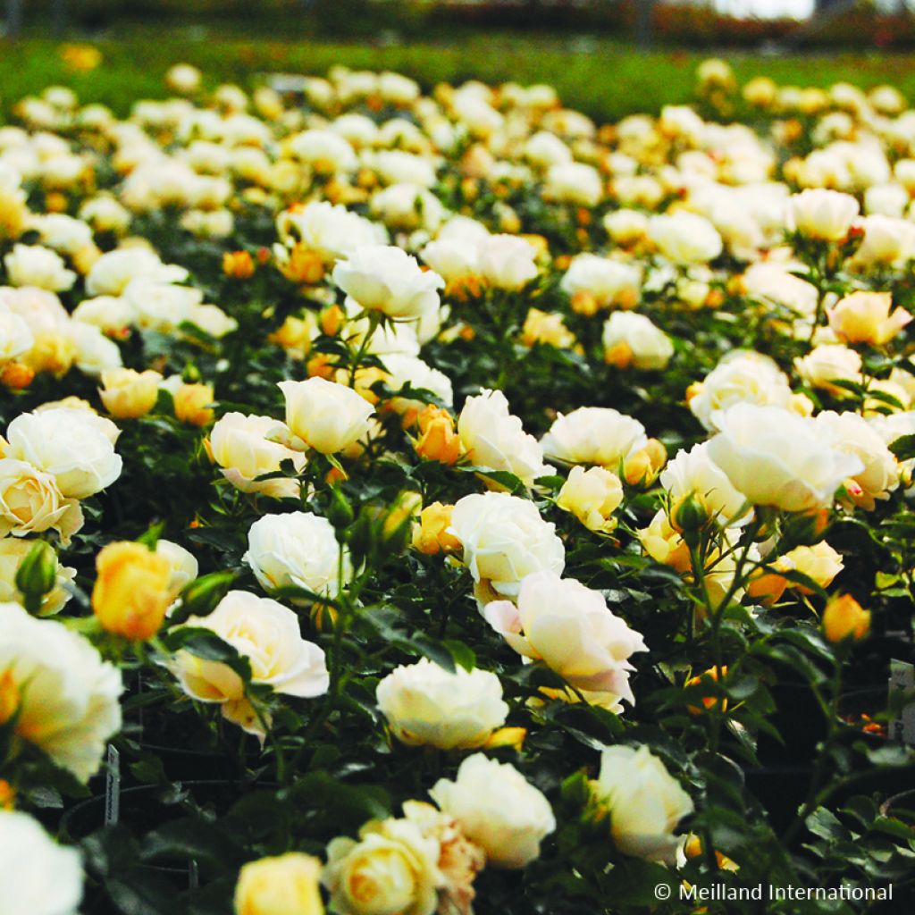 Rosa Popcorn Drift - Bodembedekkende roos
