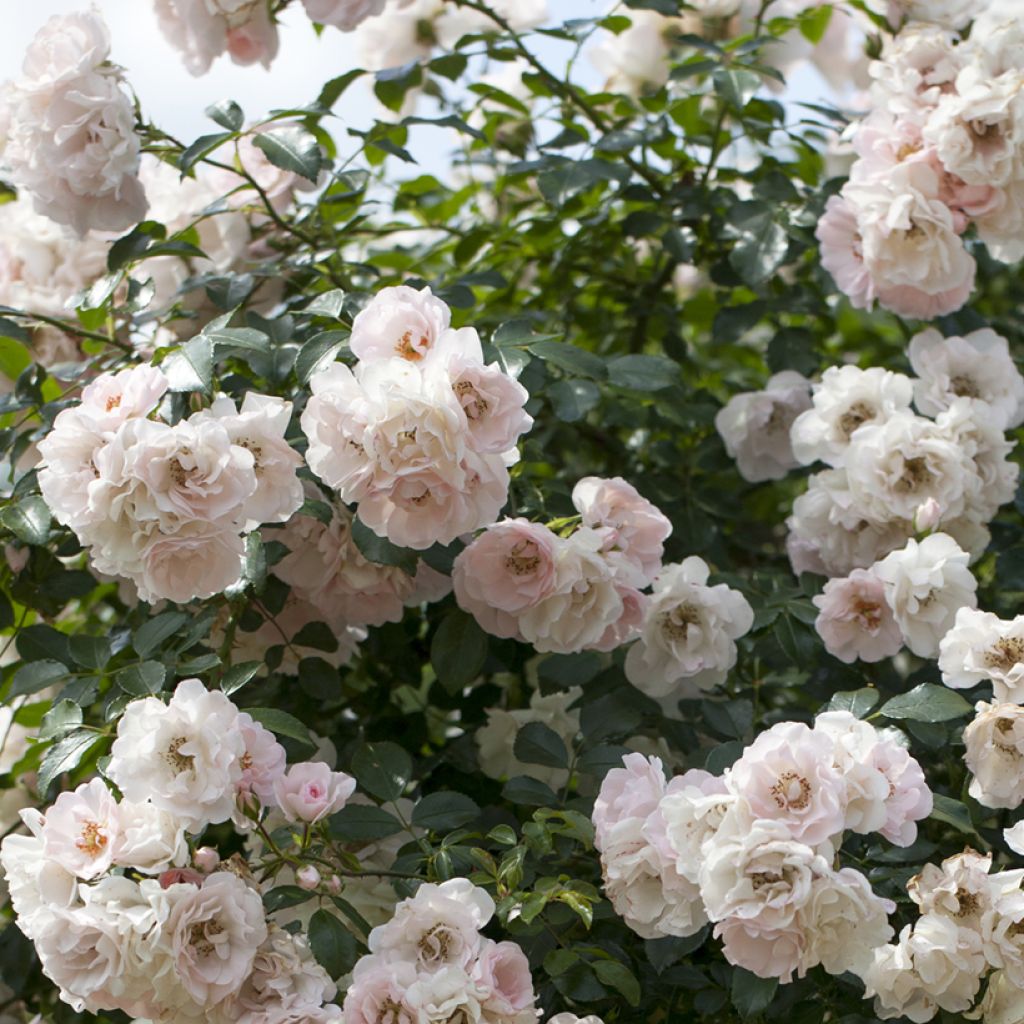 Rosa Swany - Bodembedekkende roos