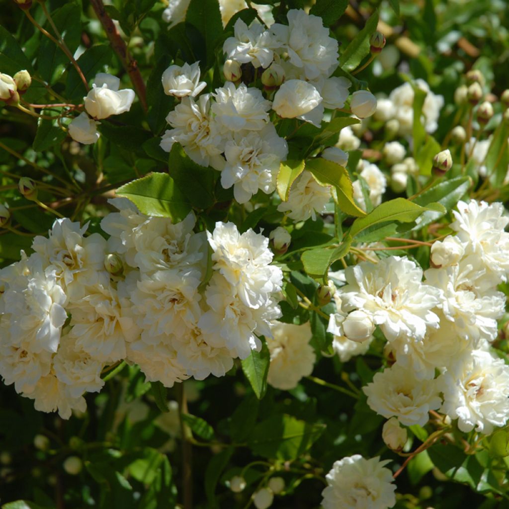 Rosa banksiae Alba Plena - Banksia roos
