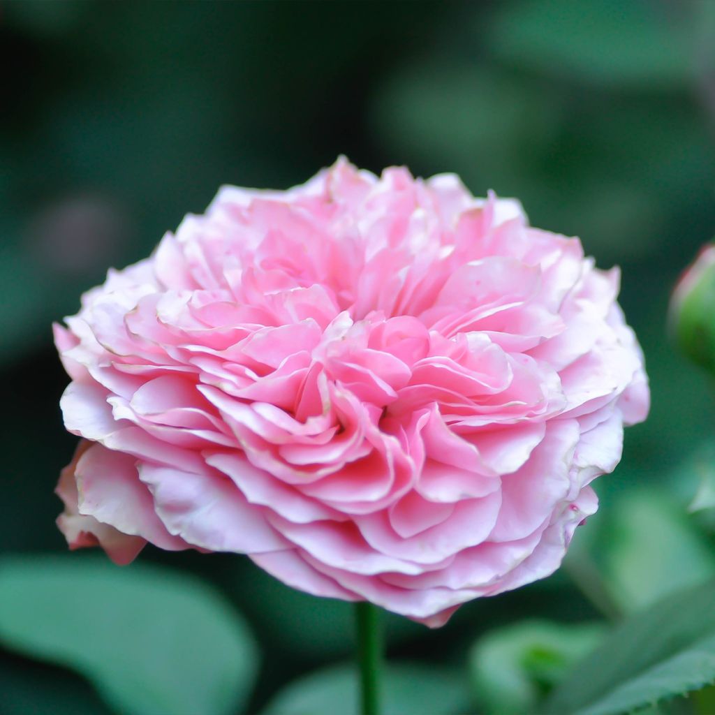 Rosa Damastroos - Damascener roos