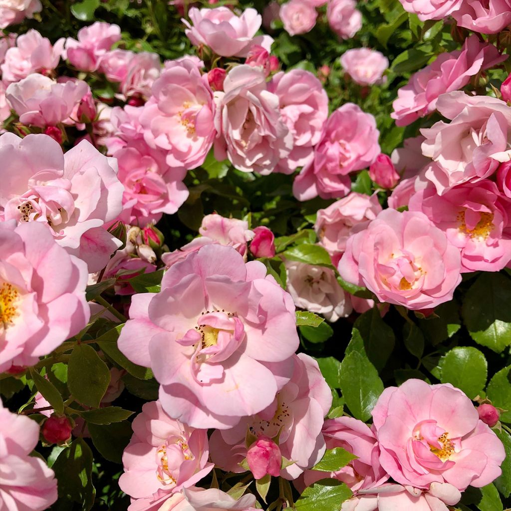 Rosier tige Decorosier Mareva