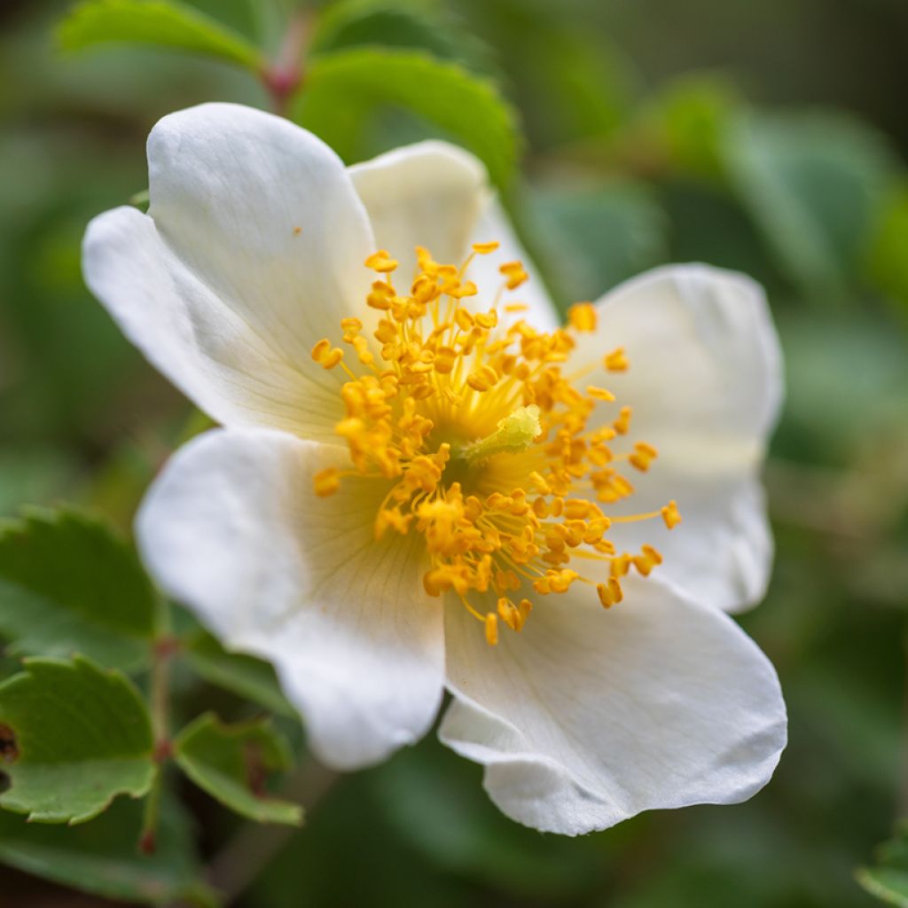 Rosa arvensis - Bosroos
