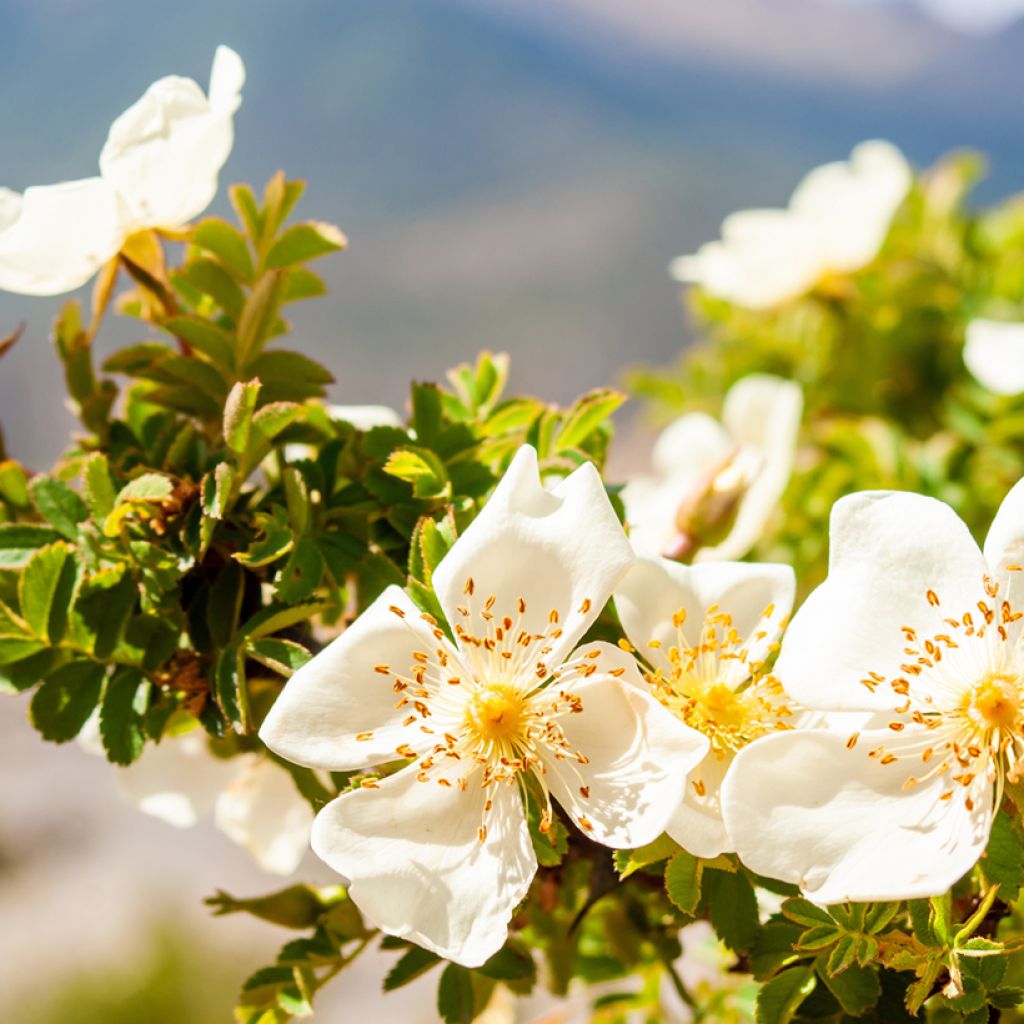 Rosa arvensis - Bosroos