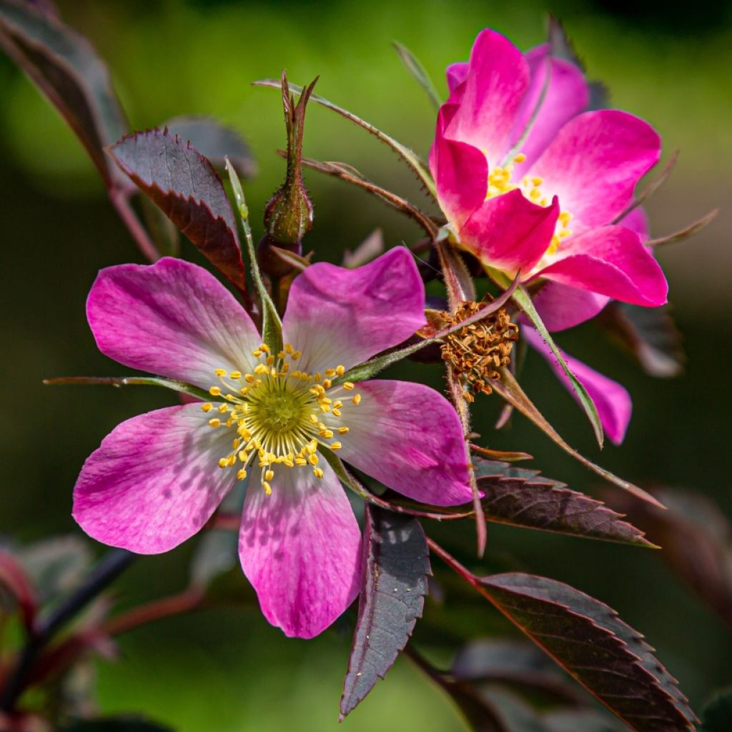 Rosa glauca - Bergroos