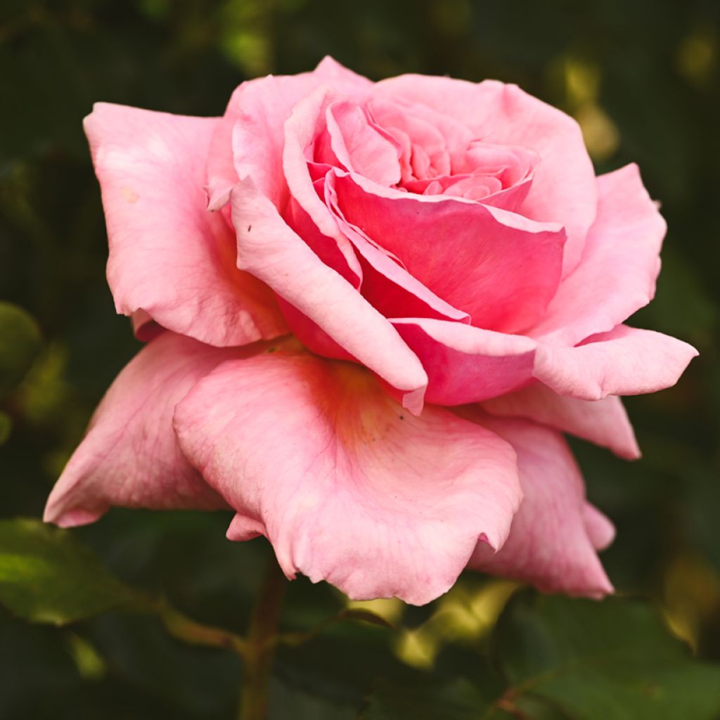 Rosa Aloha - Doorbloeiende Klimroos