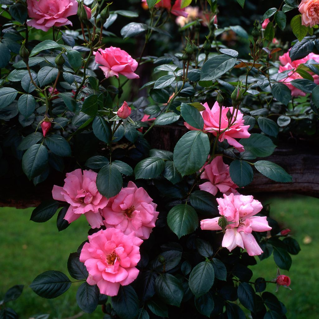 Rosa Bantry Bay - Klimroos