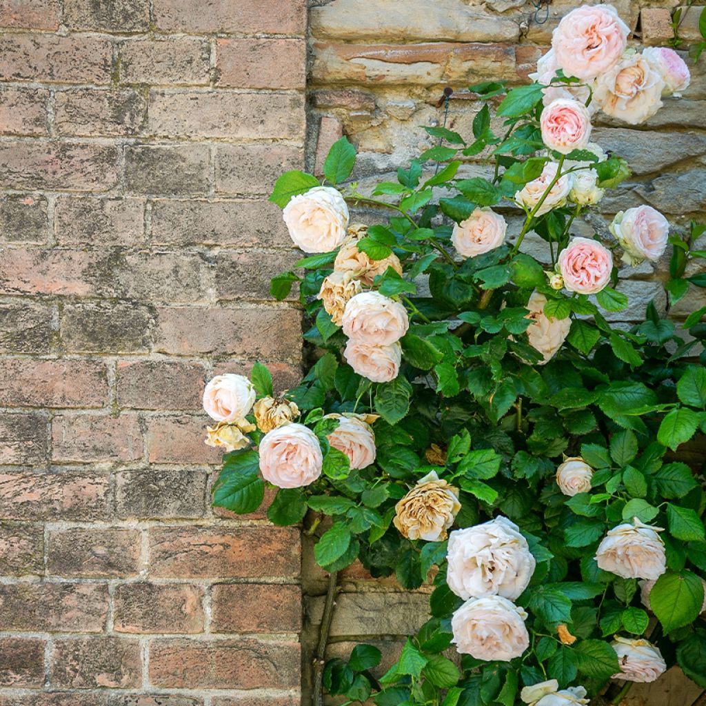 Rosa Blush Noisette - Klimroos