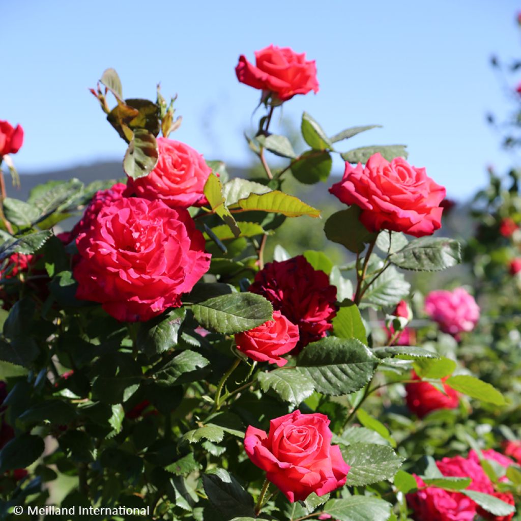 Rosa Cherry Explosion - Klimroos