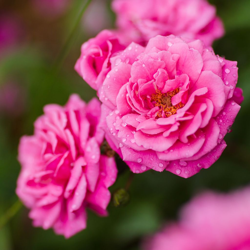 Rosa Excelsa - Klimroos