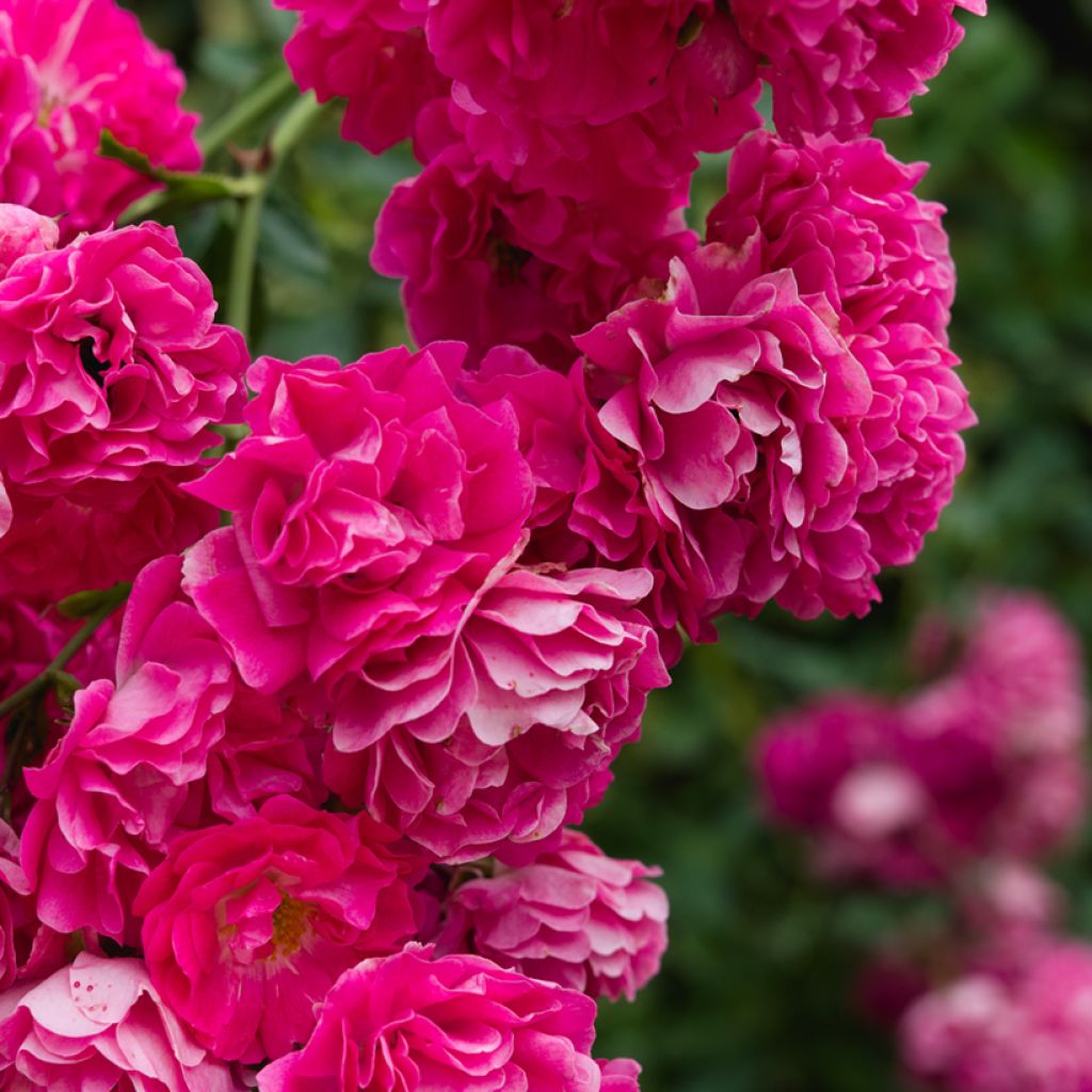 Rosa Excelsa - Klimroos