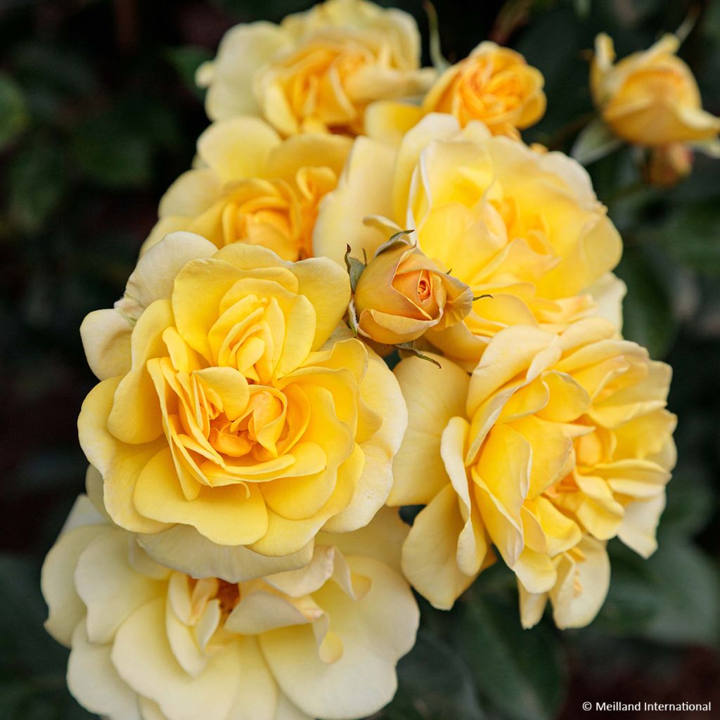 Rosa Golden Pareo - Klimroos