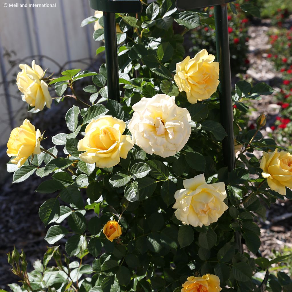 Rosa Golden Pareo - Klimroos