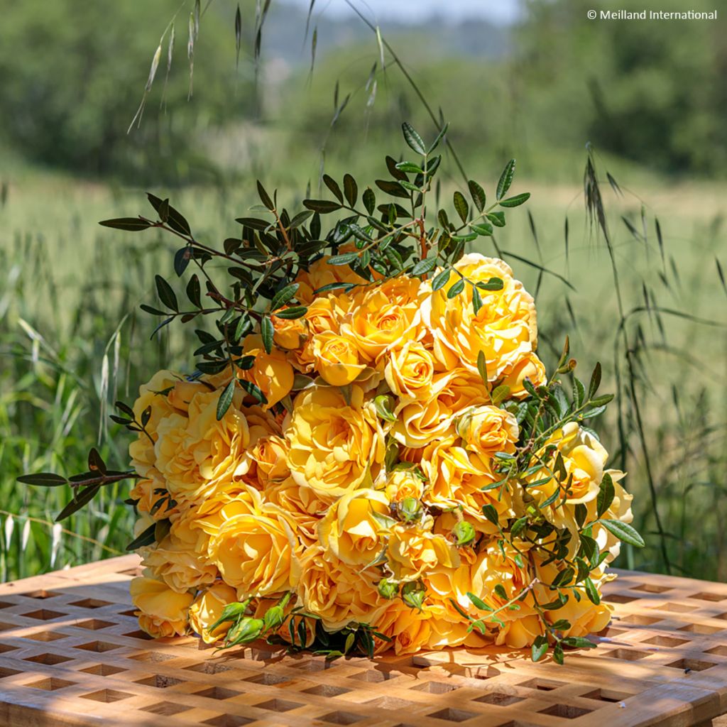 Rosa Golden Pareo - Klimroos