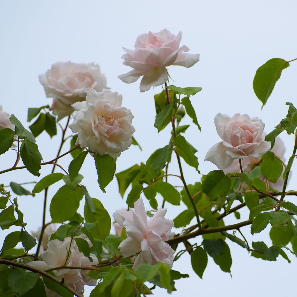 Rosa Madame Alfred Carrière - Klimroos