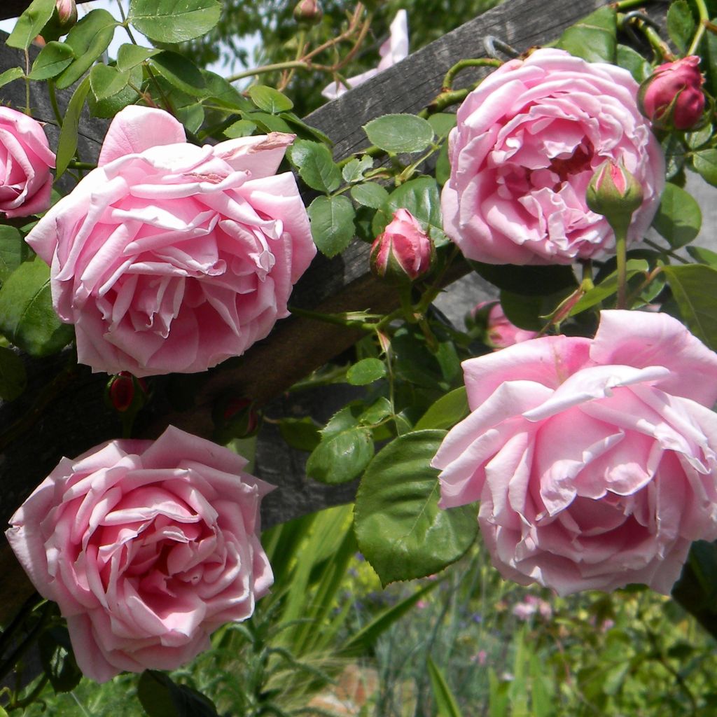 Rosa Madame Caroline Testout - Klimroos