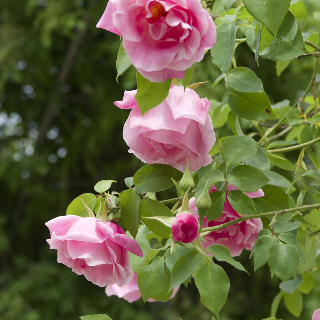 Rosa Madame Grégoire Staechelin - Klimroos