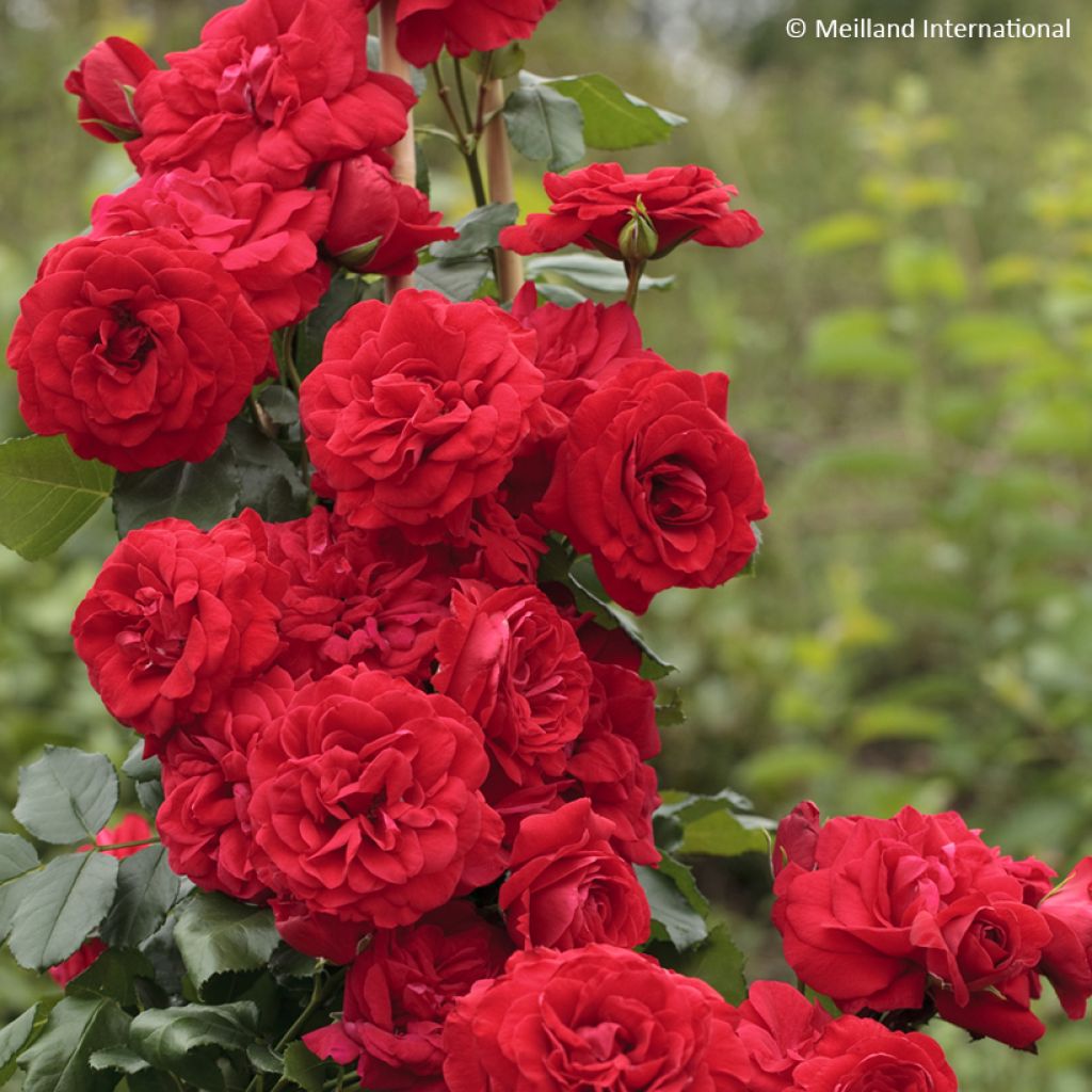 Rosa Negresco - Klimroos