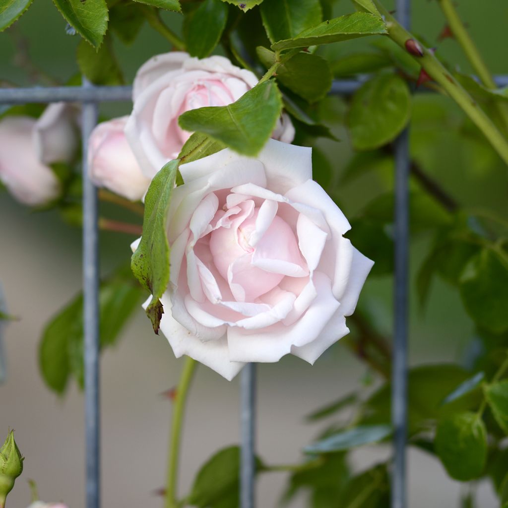 Rosa New Dawn - Klimroos