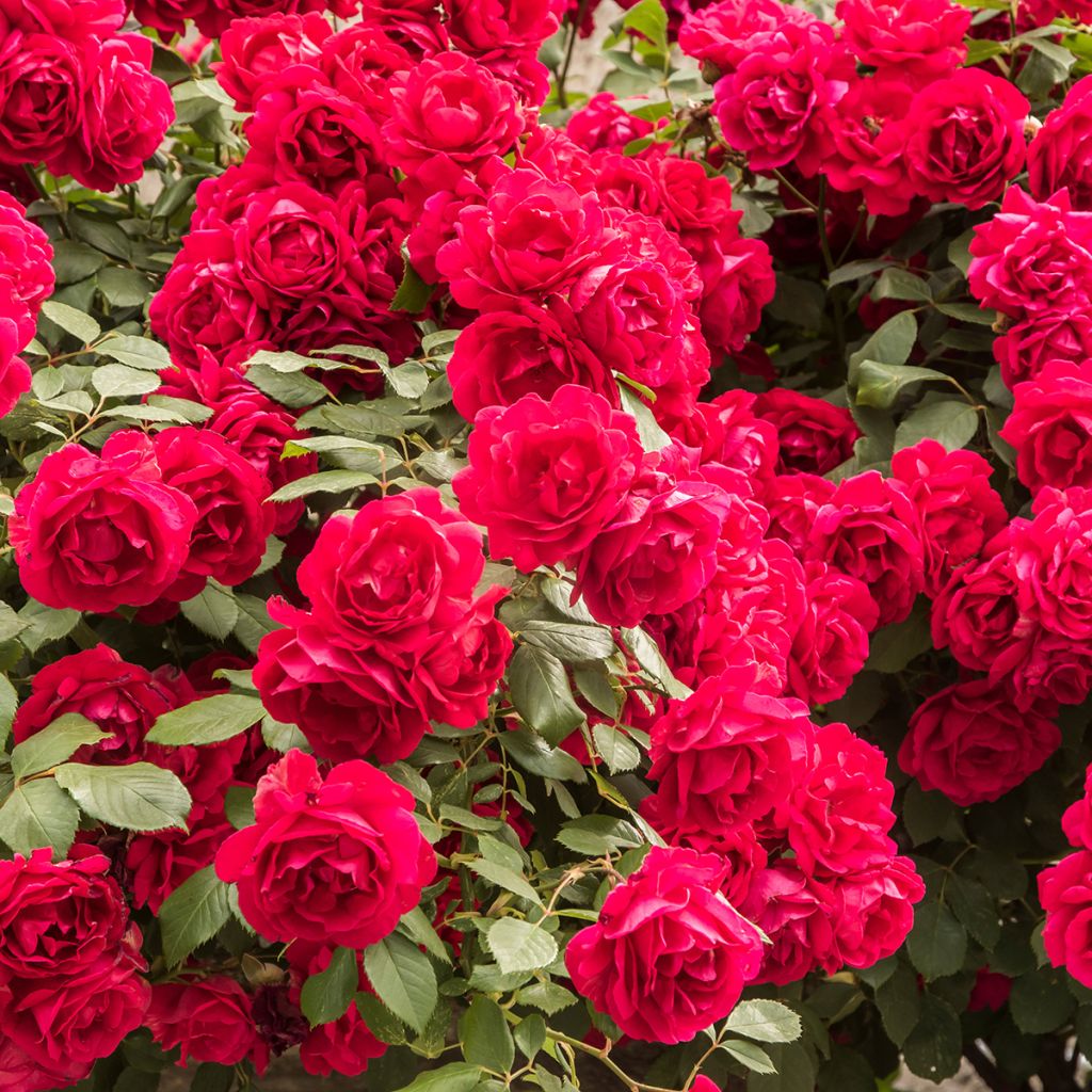 Rosa Paul's Scarlet Climber - Klimroos