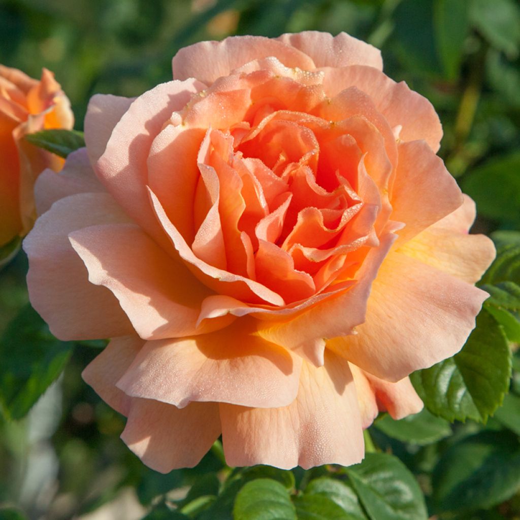 Rosa Polka - Grootbloemige Klimroos