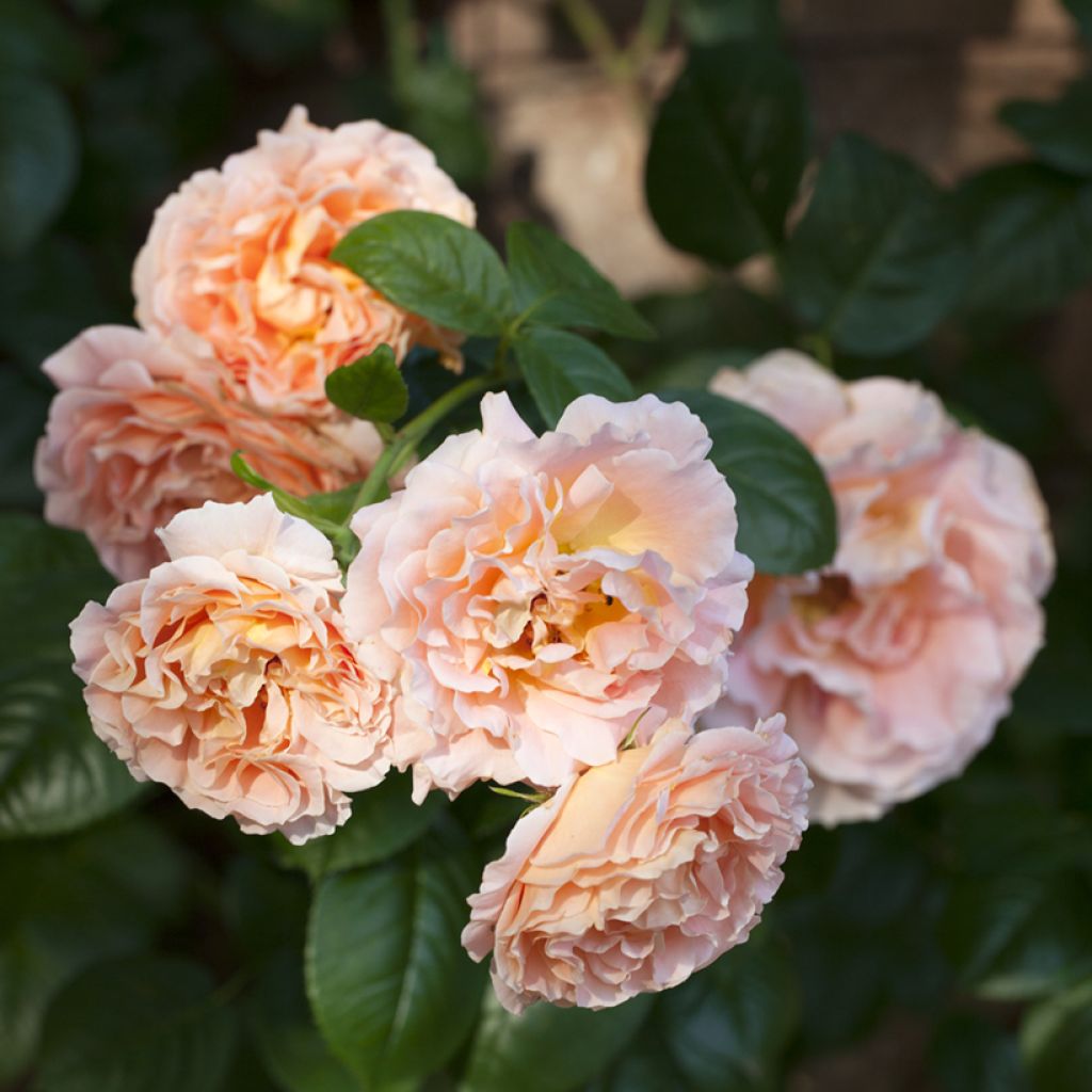 Rosa Polka - Grootbloemige Klimroos