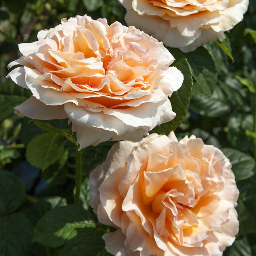 Rosa Polka - Grootbloemige Klimroos