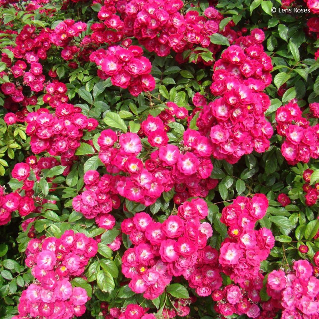 Rosa Wilderode - Klimroos