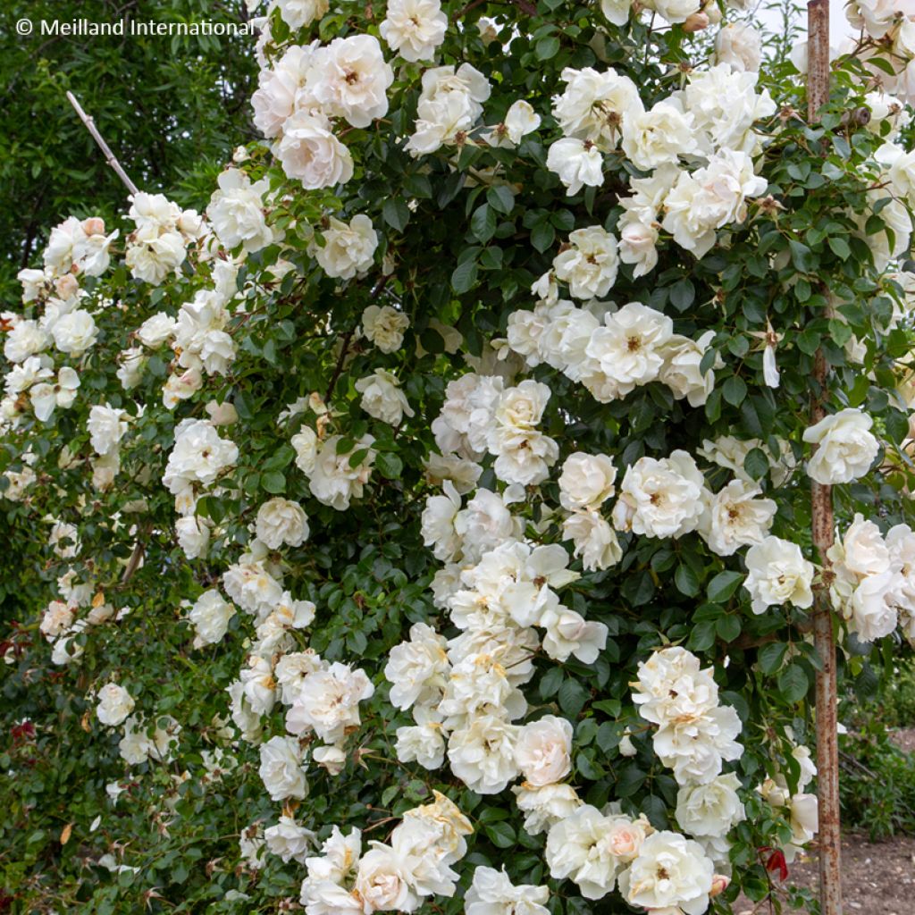 Rosa Looping - Ramblerroos