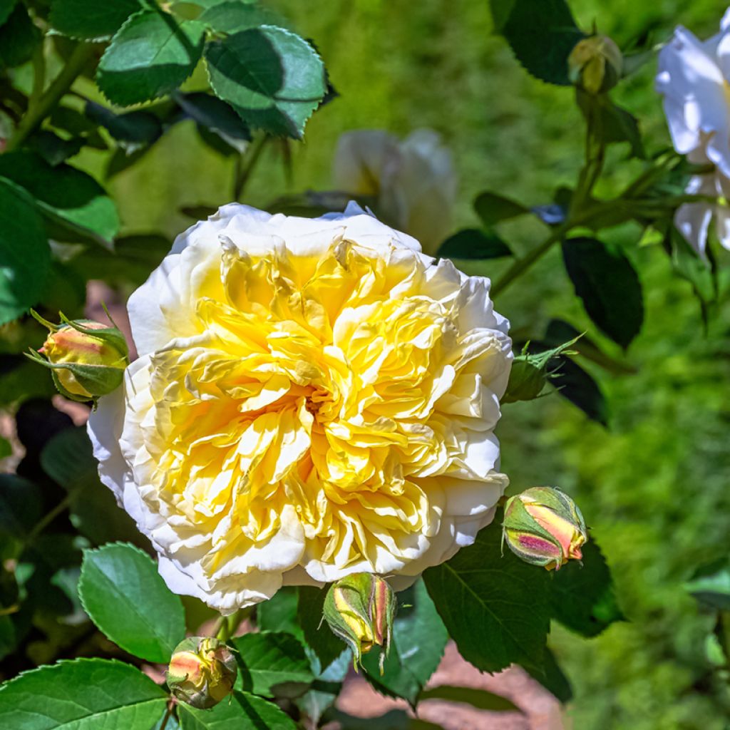 Rosa Albéric Barbier - Ramblerroos