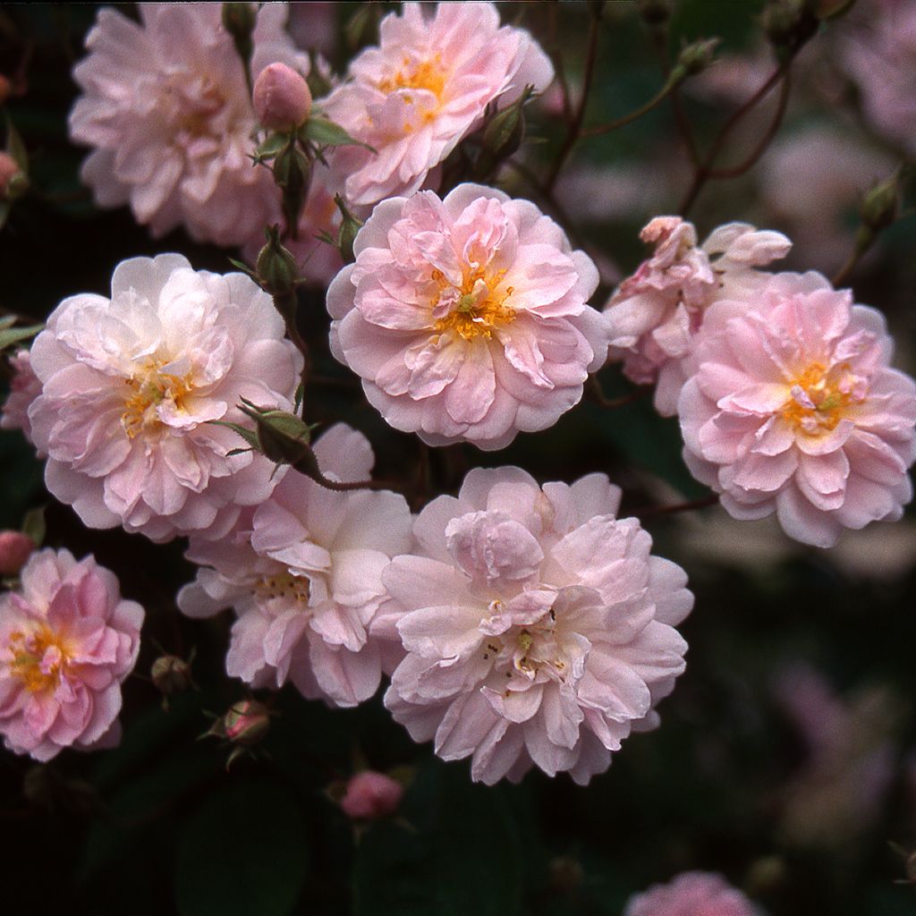 Rosa Paul's Himalayan Musk - Ramblerroos