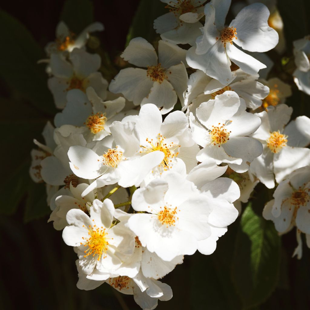 Rosa filipes Kiftsgate - Ramblerroos