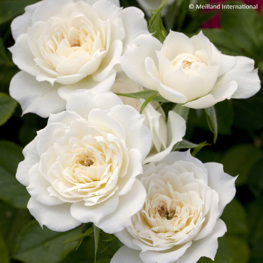 Rosa Bridal Meillandina - Miniatuurroos
