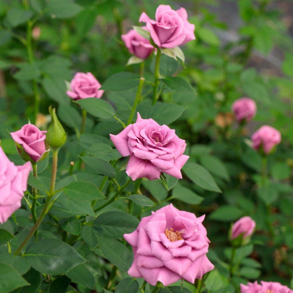 Rosa Meillandina Lavender - Miniatuurroos