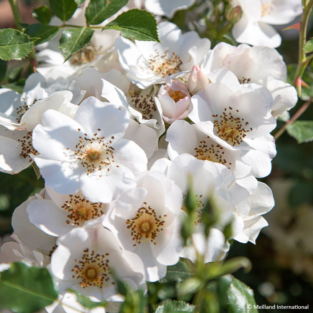 Rosa Friendly Sweet - Polyantharoos