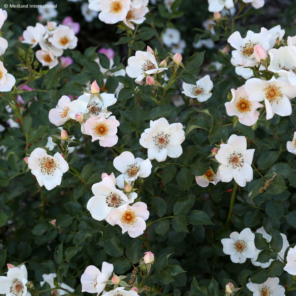 Rosa Friendly Sweet - Polyantharoos